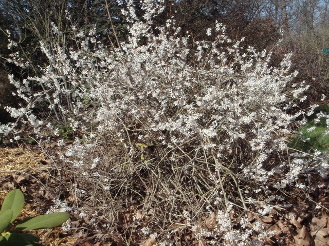 Abeliophyllum distichum